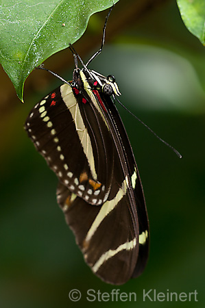 047 Zebra-Falter - Heliconius charitonius